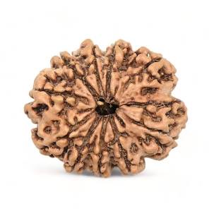 10 Mukhi Rudraksha