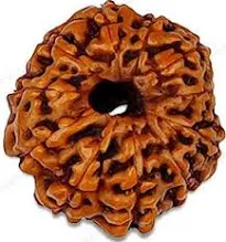 11 Mukhi Rudraksha
