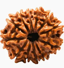 12 Mukhi Rudraksha