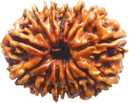 13 Mukhi Rudraksha