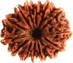 14 Mukhi Rudraksha