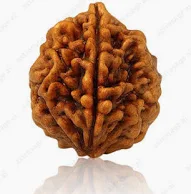 2 Mukhi Rudraksha