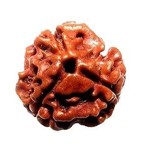 3 Mukhi Rudraksha