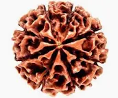 8 Mukhi Rudraksha