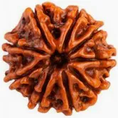 9 Mukhi Rudraksha
